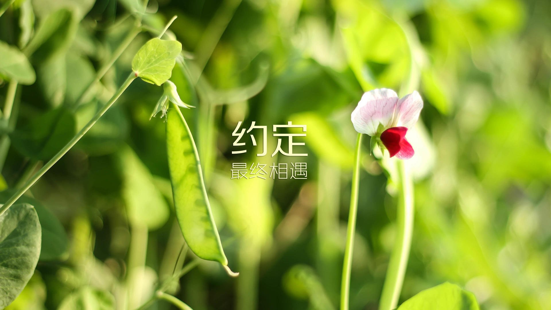 开云娱乐-克罗地亚队在巴黎奥运会手球比赛中展现出高效的传球配合，克罗地亚踢球怎么样